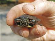 Painted Turtle Hatchling